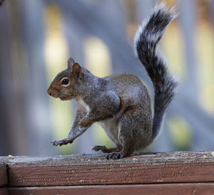 Meet your Posher, Apple